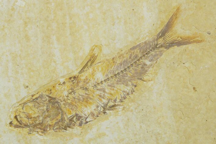 Detailed Fossil Fish (Knightia) - Wyoming #369389